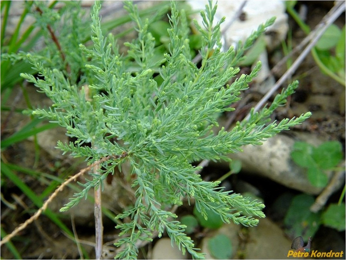 Image of Myricaria germanica specimen.