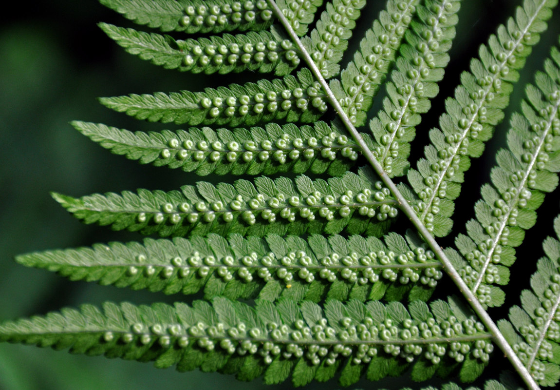 Image of Dryopteris filix-mas specimen.