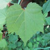 Vitis riparia