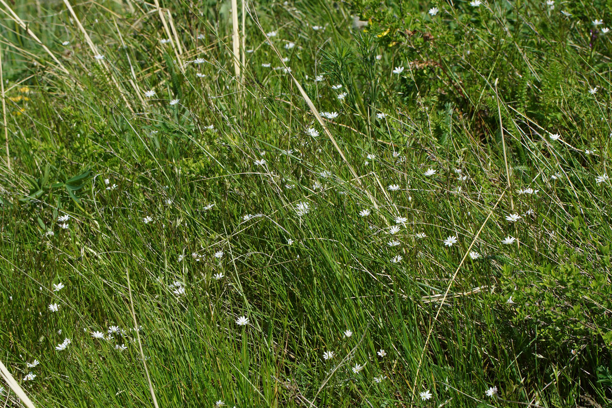 Image of Stellaria graminea specimen.