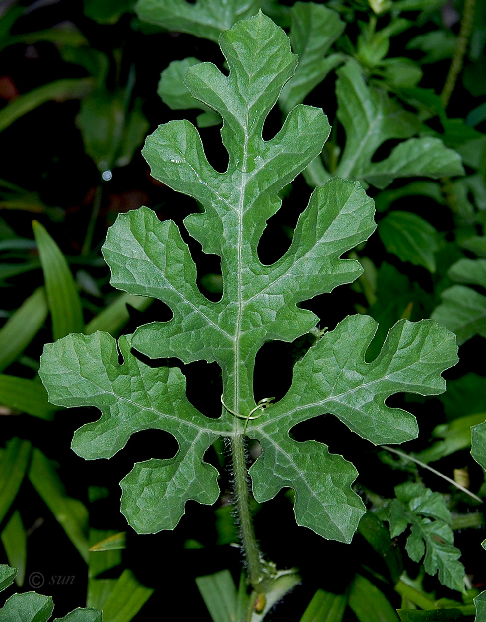 Изображение особи Citrullus lanatus.