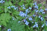 Myosotis amoena