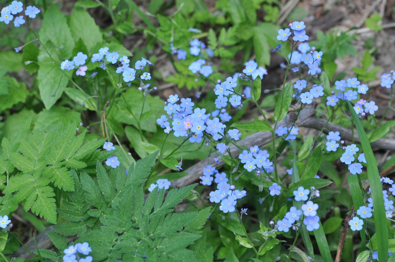 Image of Myosotis amoena specimen.