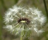 Taraxacum erythrospermum