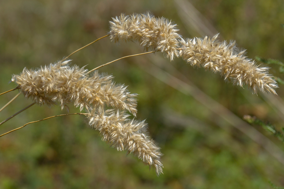 Image of Melica transsilvanica specimen.