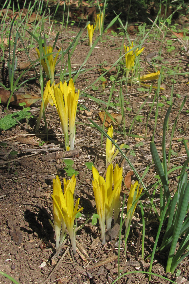 Image of Sternbergia colchiciflora specimen.