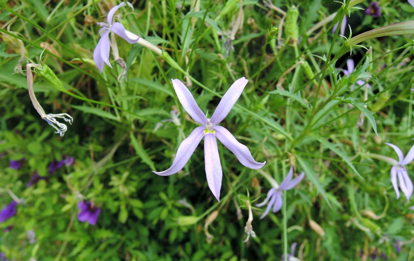 Image of Isotoma axillaris specimen.