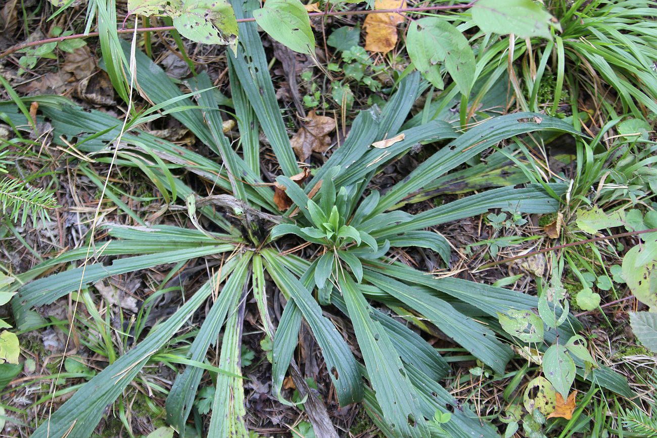 Изображение особи род Digitalis.