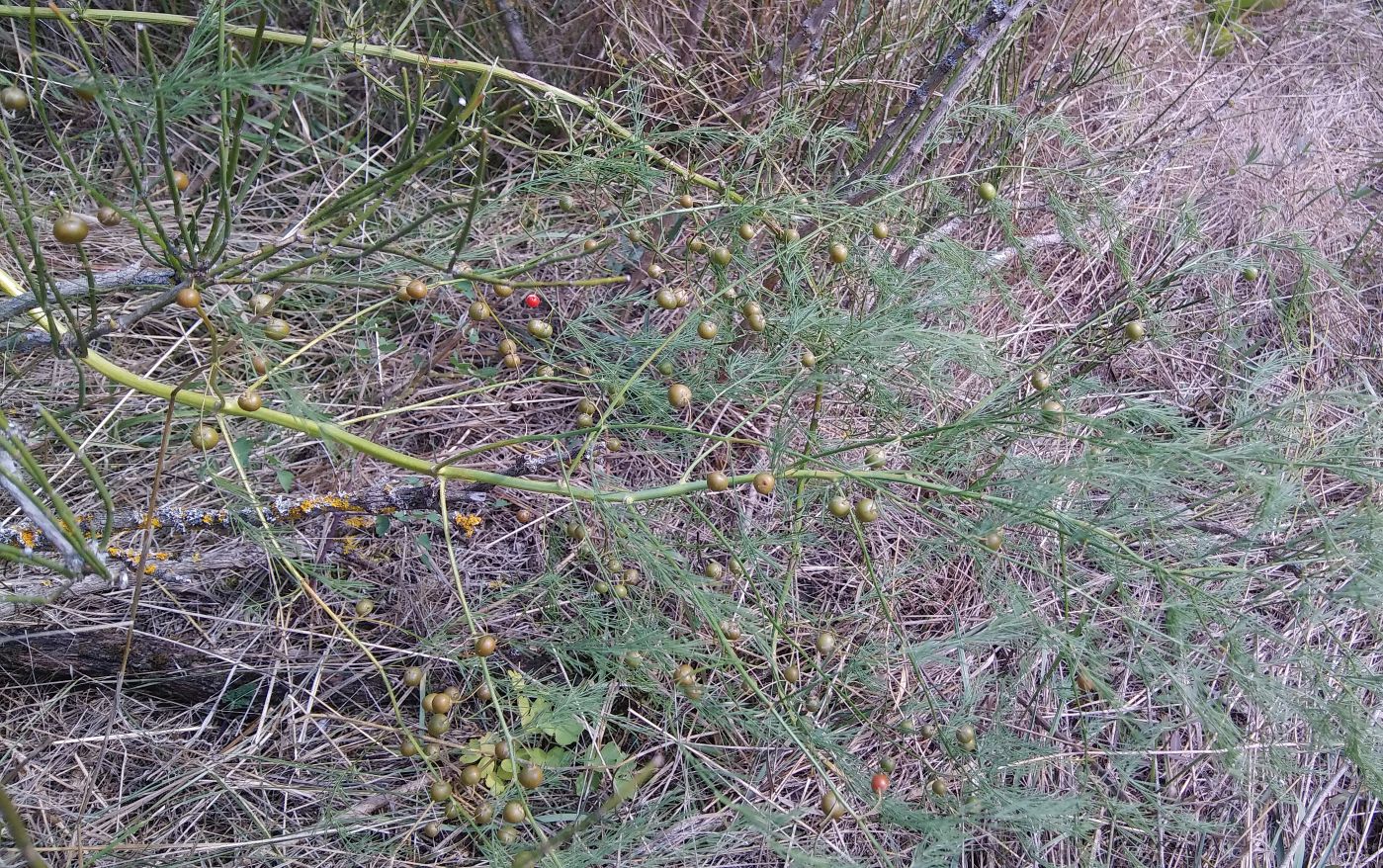 Image of Asparagus officinalis specimen.