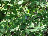 Lonicera pallasii