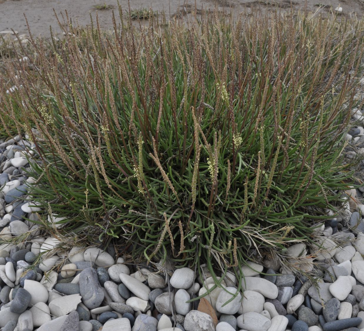 Image of Plantago crassifolia specimen.