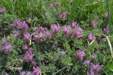 Astragalus uraniolimneus