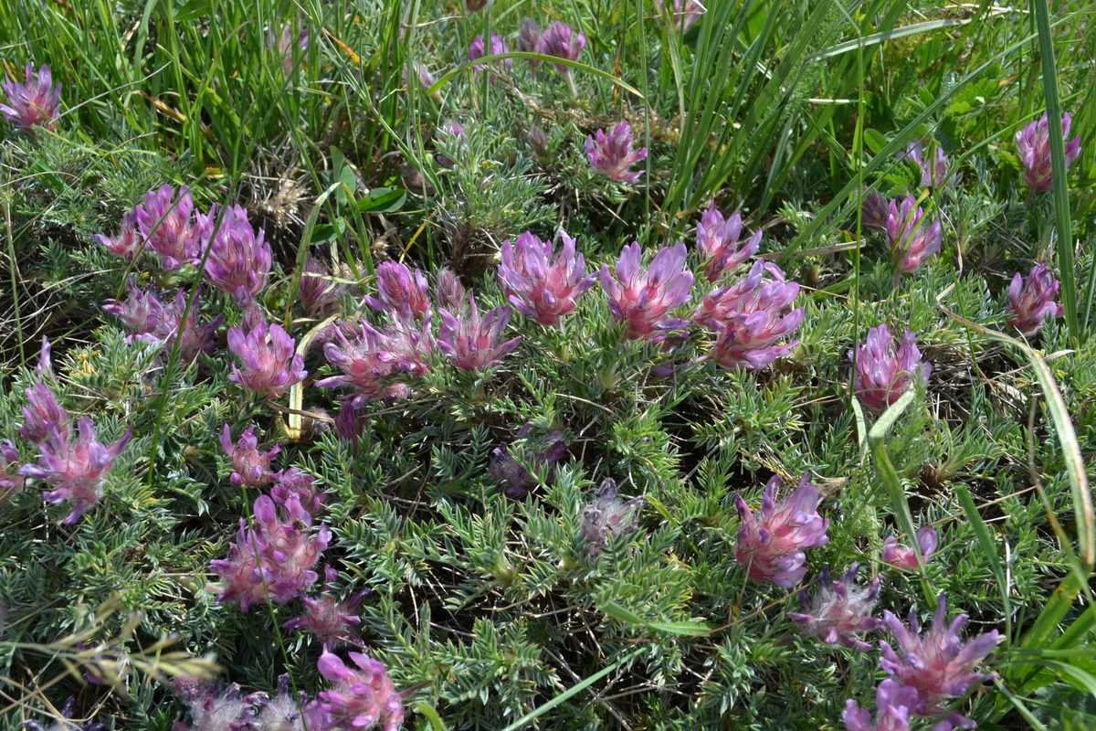 Изображение особи Astragalus uraniolimneus.