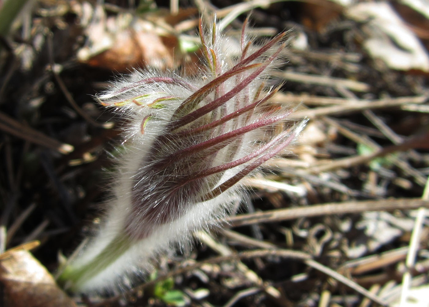 Image of Pulsatilla uralensis specimen.