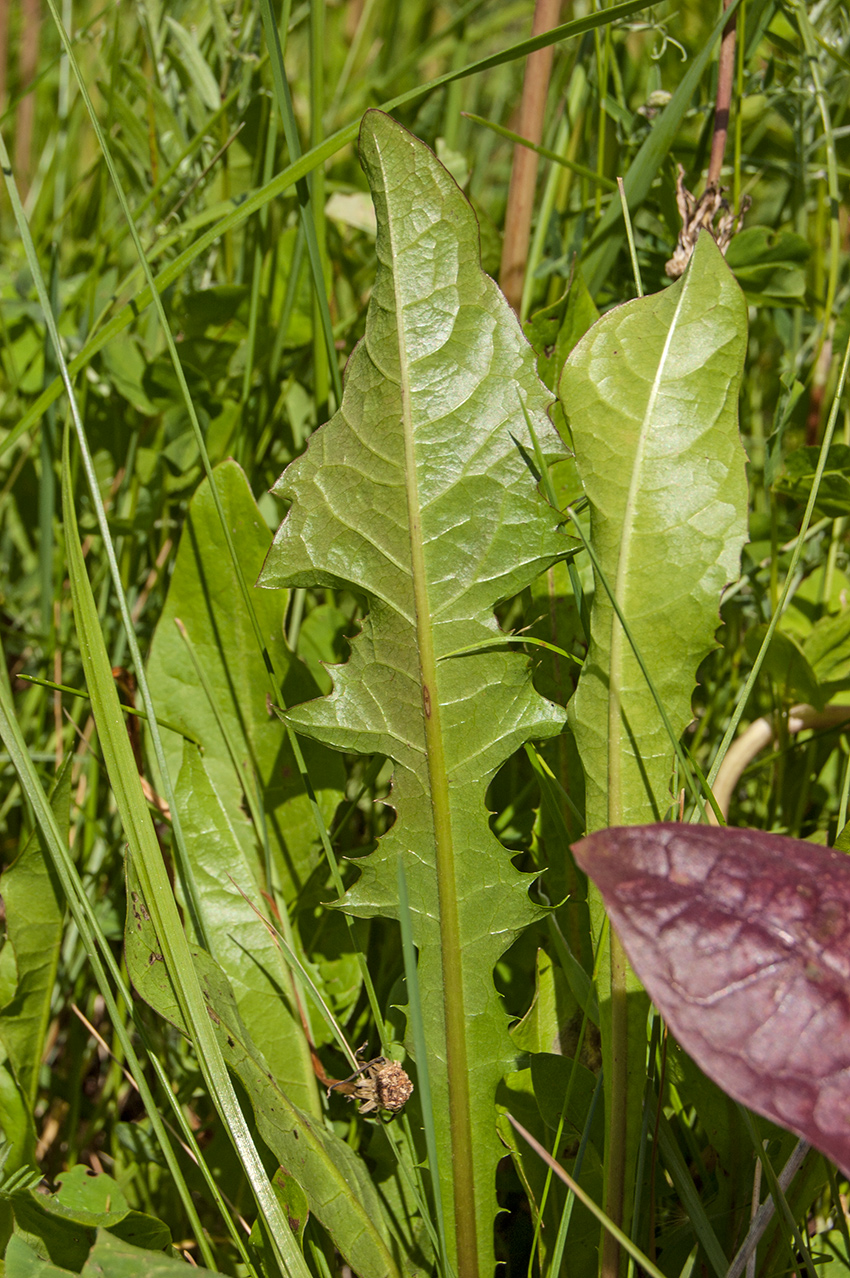 Изображение особи род Taraxacum.