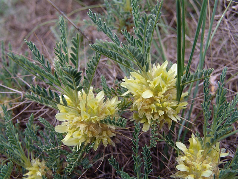 Изображение особи Astragalus aureus.