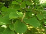 Fothergilla major