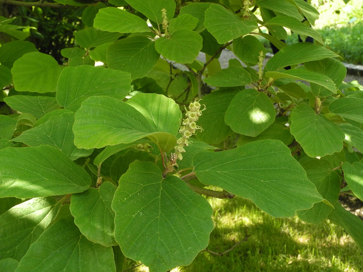 Image of Fothergilla major specimen.