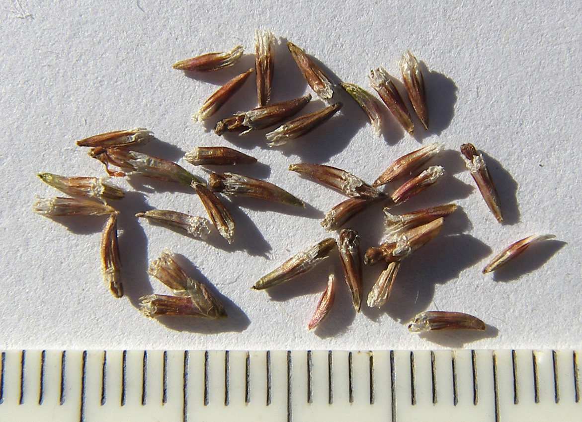 Image of Limonium coriarium specimen.