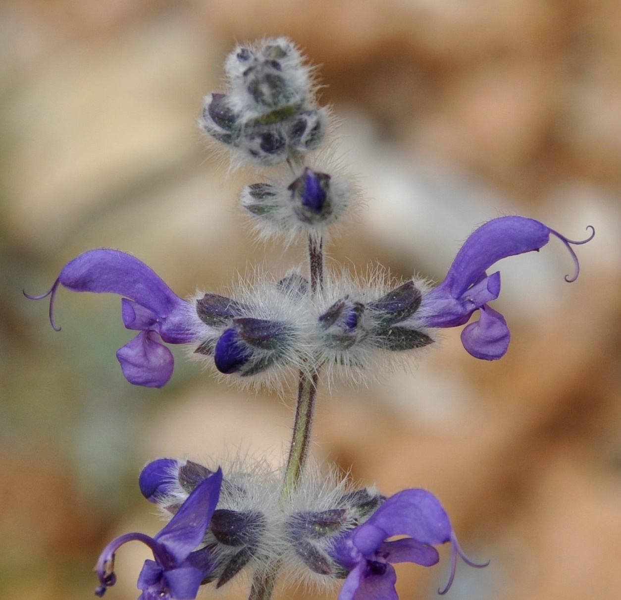 Изображение особи Salvia lanigera.