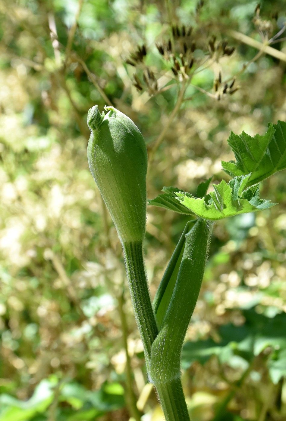 Image of Heracleum sibiricum specimen.