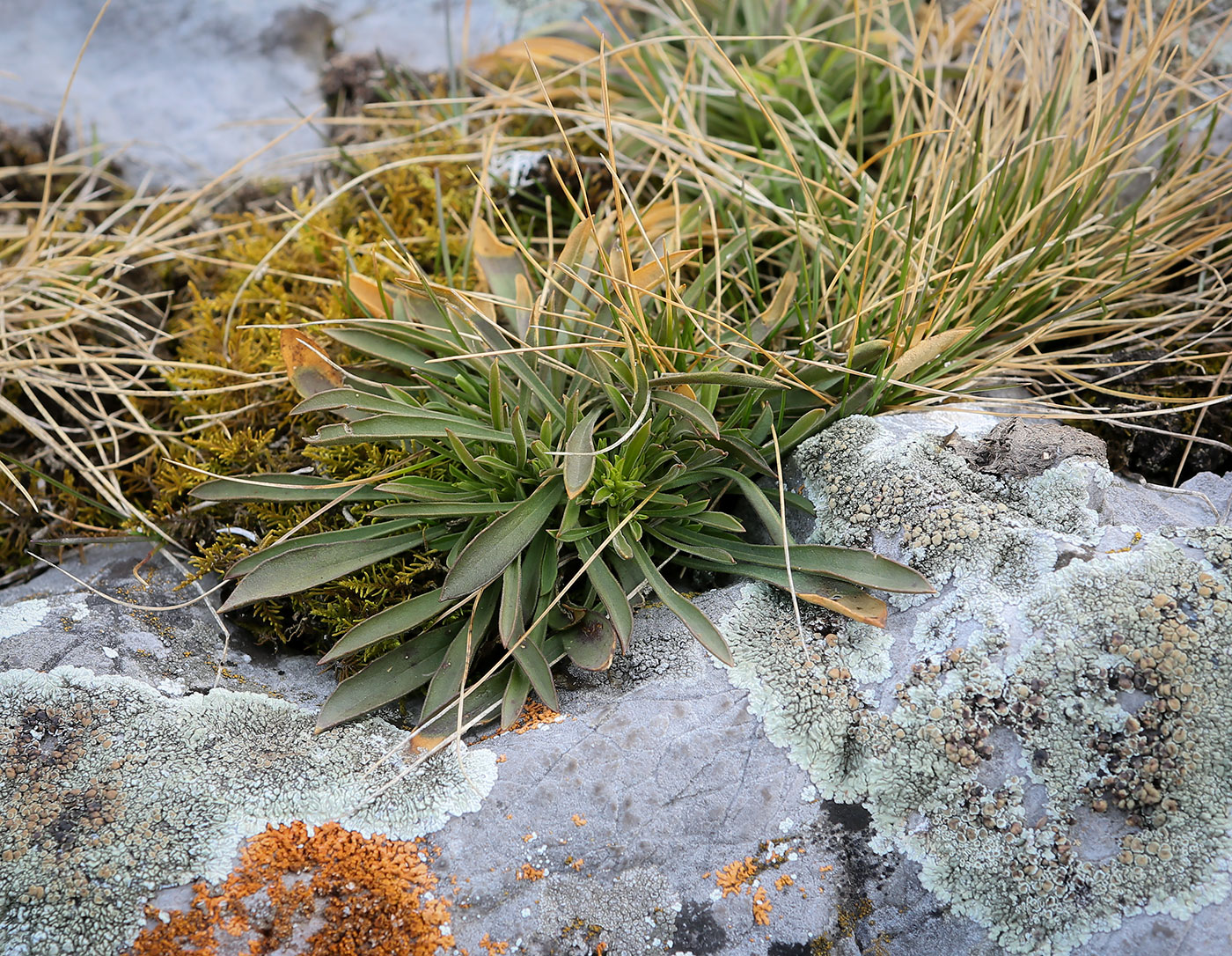 Image of familia Caryophyllaceae specimen.