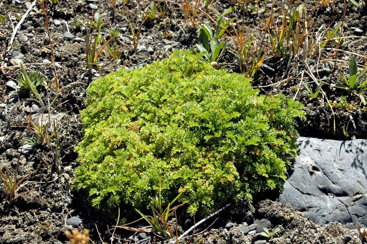 Изображение особи Artemisia viridis.