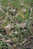 Cardamine hirsuta