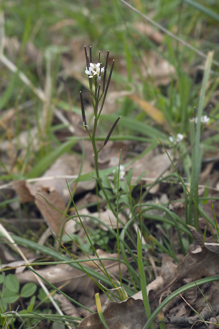 Image of Cardamine hirsuta specimen.