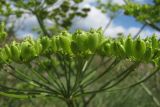 Heracleum sibiricum. Соплодие. Крым, Байдарская долина. 2 июля 2010 г.