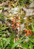 Aloe ciliaris