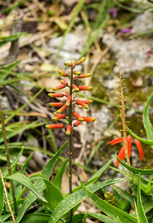 Image of Aloe ciliaris specimen.