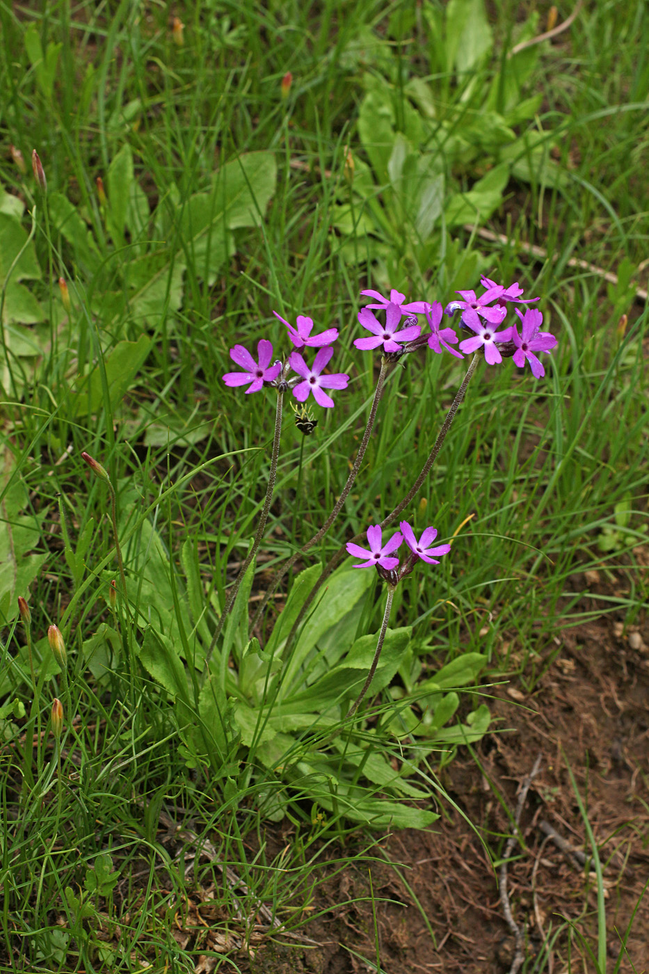 Image of Primula capitellata specimen.