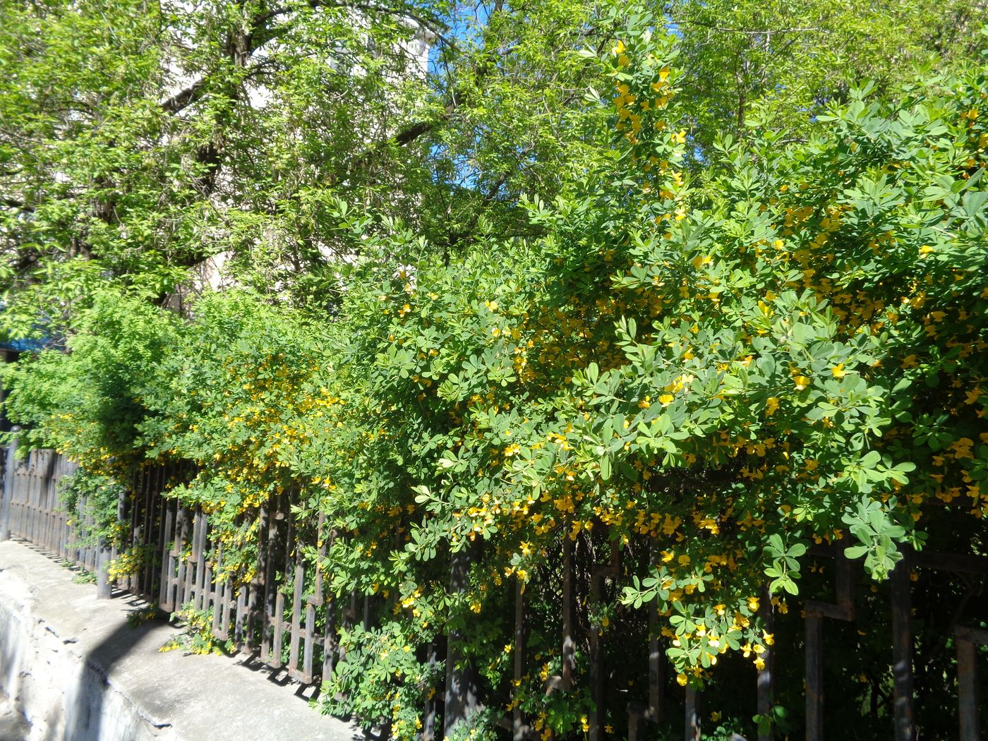 Image of Caragana frutex specimen.