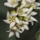 Vincetoxicum albovianum