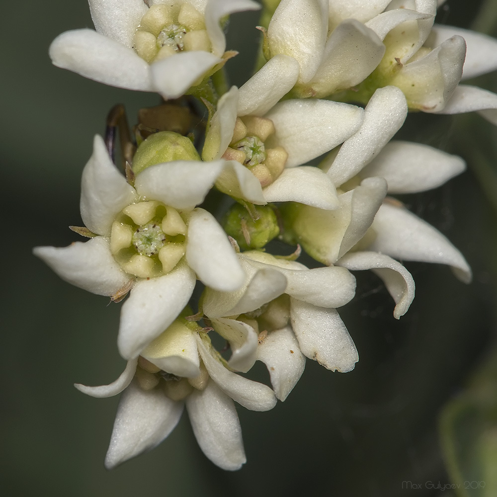 Image of Vincetoxicum albovianum specimen.