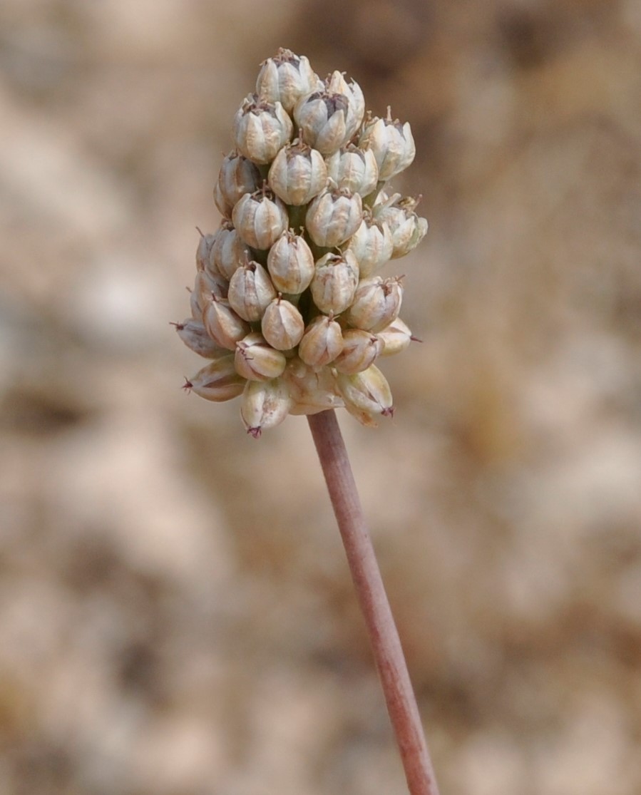 Image of Allium curtum specimen.