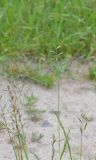 Festuca pratensis