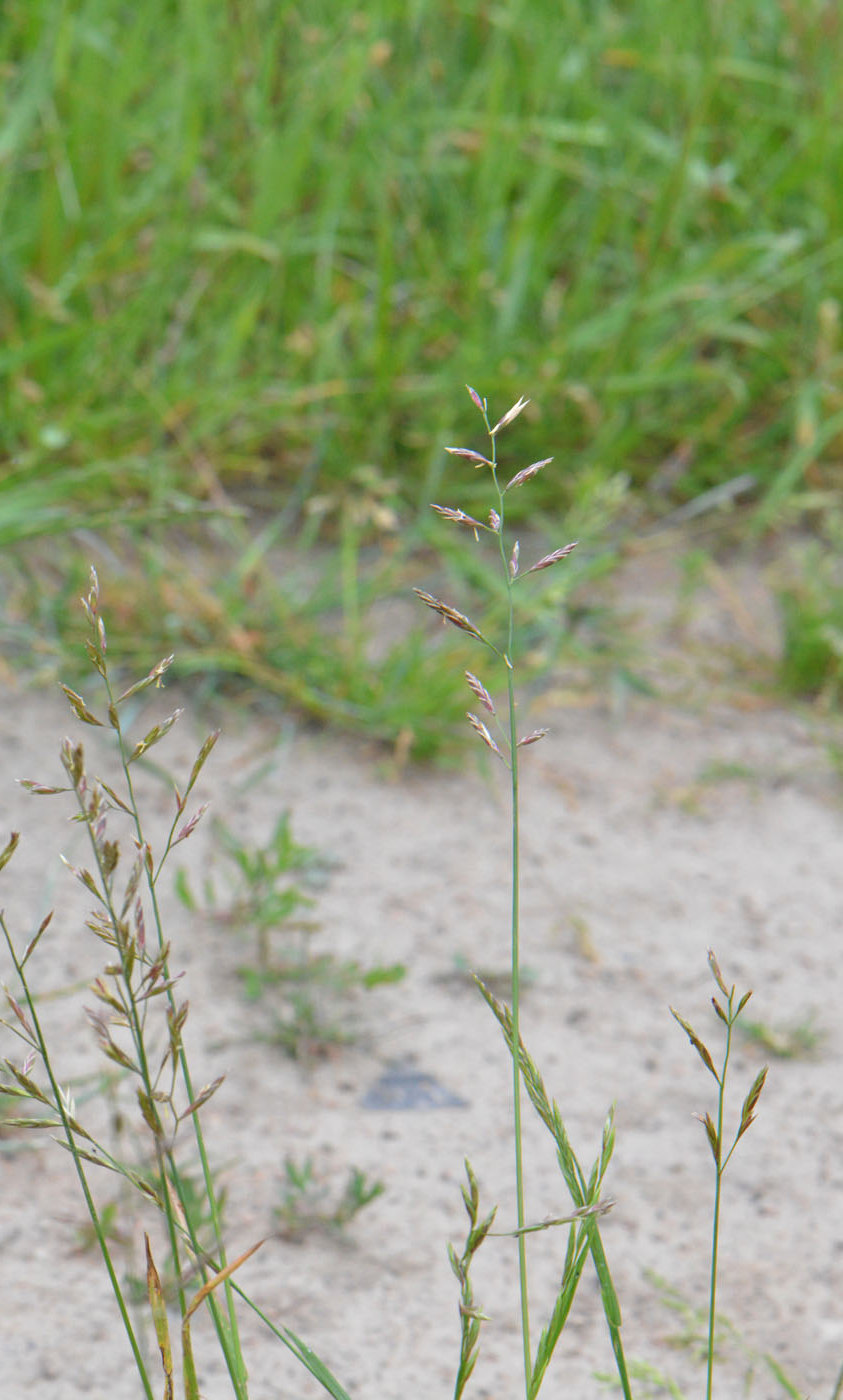 Изображение особи Festuca pratensis.