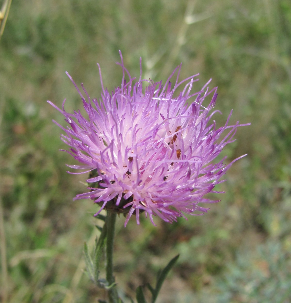 Image of Klasea radiata specimen.