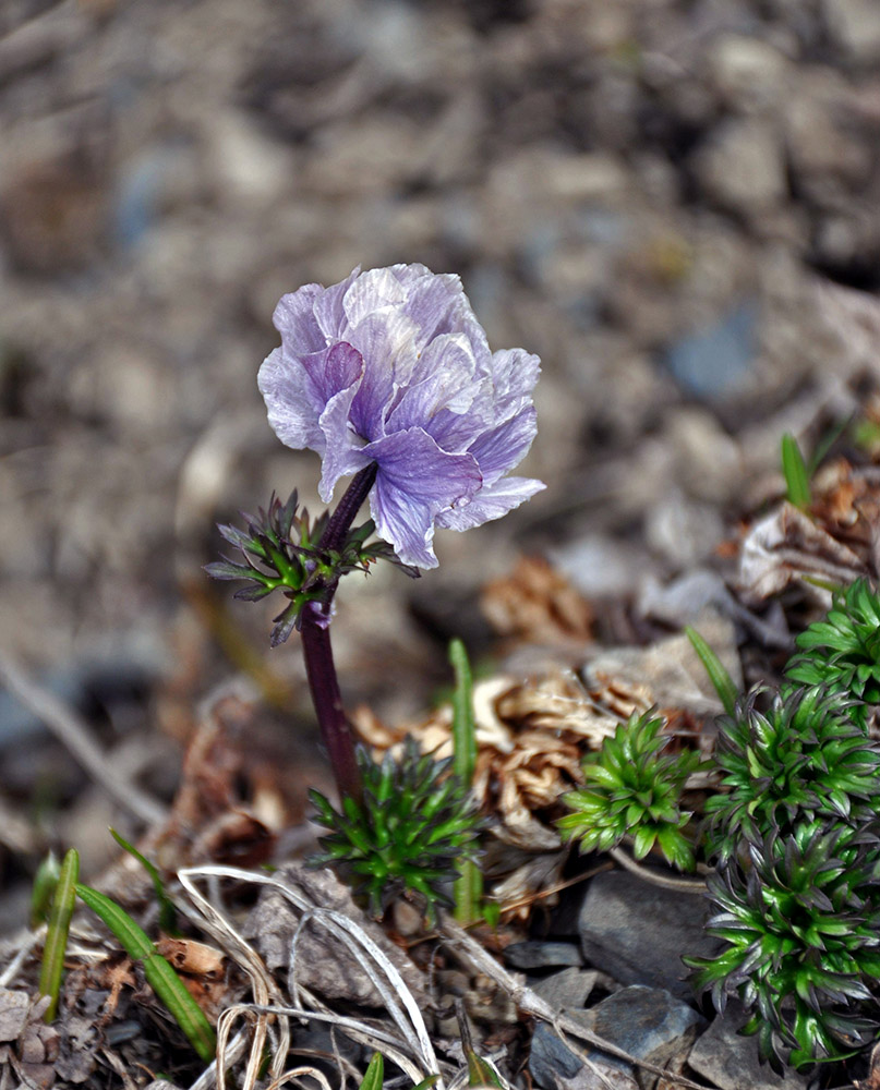 Изображение особи Trollius lilacinus.