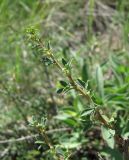 Caragana grandiflora. Побег. Кабардино-Балкария, Эльбрусский р-н, окр. с. Былым, ок. 1200 м н.у.м., обрывистый склон. 03.07.2019.