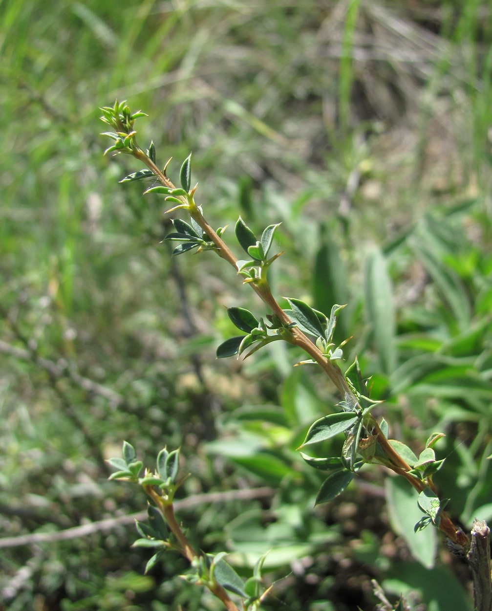 Image of Caragana grandiflora specimen.