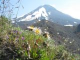 Taraxacum albescens. Растения с завязавшимися плодами на фоне Авачинского вулкана. Камчатский край, Елизовский р-н, природный парк \"Вулканы Камчатки\", юго-восточный склон вулкана Авачинский, 1400 м н.у.м., щебнистый склон. 11.07.2010.