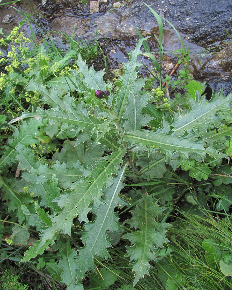 Image of Cirsium elbrusense specimen.