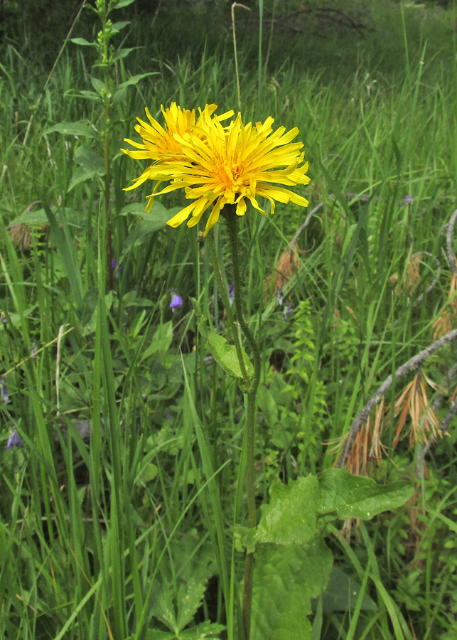 Image of Crepis sibirica specimen.