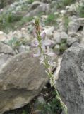 Onobrychis petraea