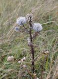 Echinops sphaerocephalus. Верхушка цветущего растения. Краснодарский край, окр. г. Новороссийск, хр. Маркотх, пер. Андреевский, нагорная степь. 07.08.2019.