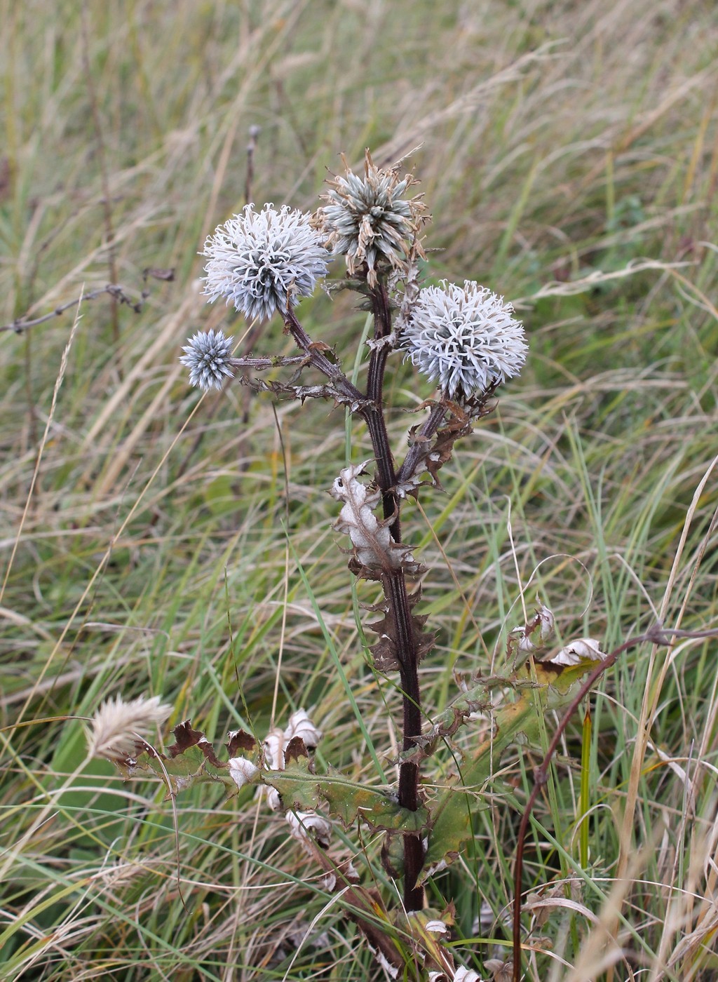 Изображение особи Echinops sphaerocephalus.