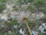 Pulsatilla albana